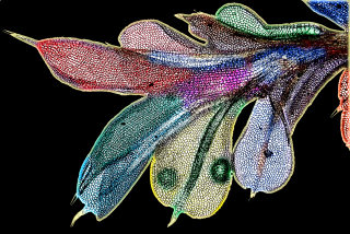 Illustration for article titled The year's strangest, most beautiful visions of the microverse